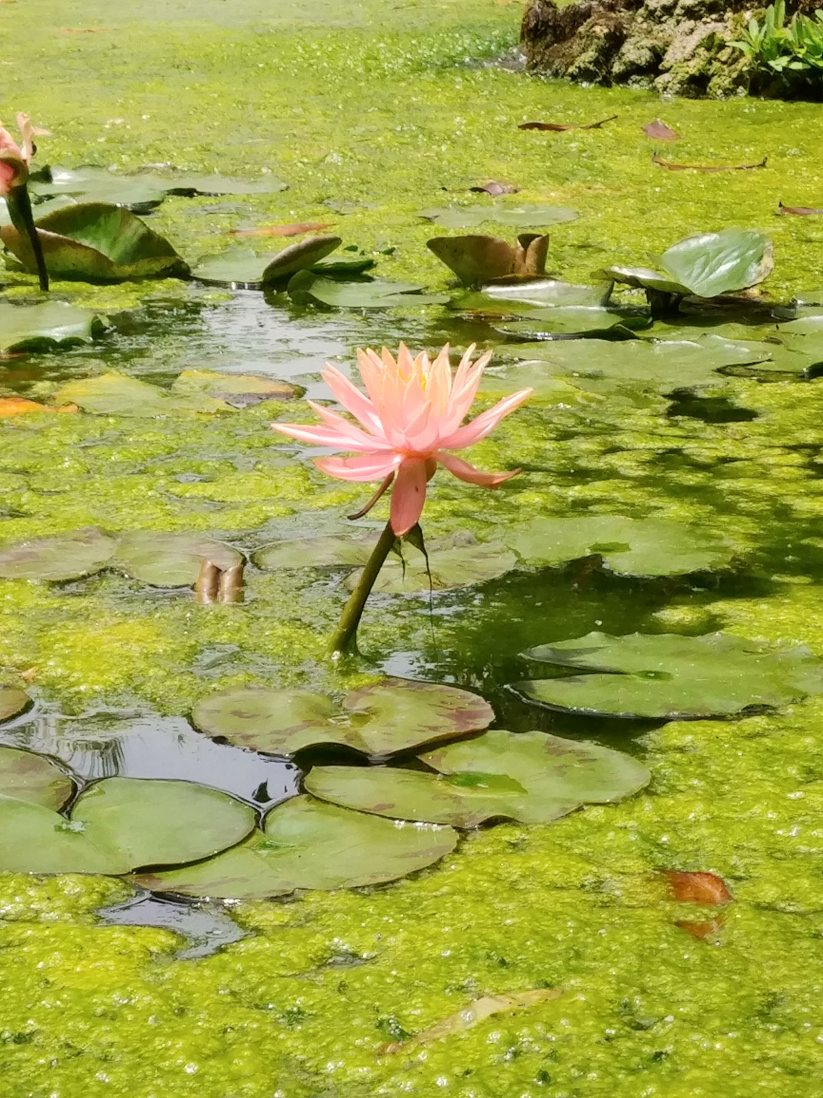 nenufar-loto-Granada-martires